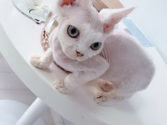 -喵的天空名猫咖啡馆·撸猫·猫舍·用品