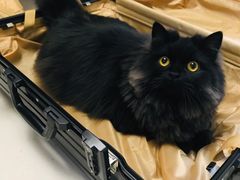 -安安宠医·安宠宠物医院