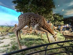 -国家自然博物馆