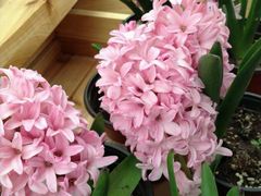 android_upload_pic-荷兰花海
