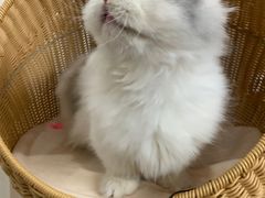 -momokira米努特·德文卷毛猫·棉花面纱犬