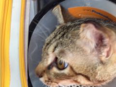 -创凡宠物医院·骨专科  猫科中心(西乡分院)