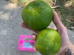 -前小桔亲子创意农场·草莓采摘·露营烧烤