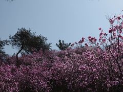 -青岛大珠山景区