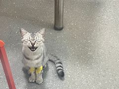 -伟伟宠物医院·瑞派猫友好医院·猫科(光谷店)
