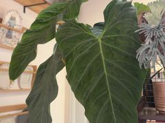 -自由生长植物工作室(深港花卉中心店)