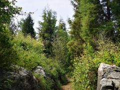 -长虫山生态公园风景林