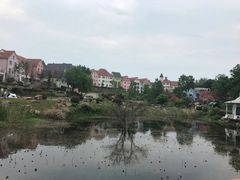 -大塘金香草谷