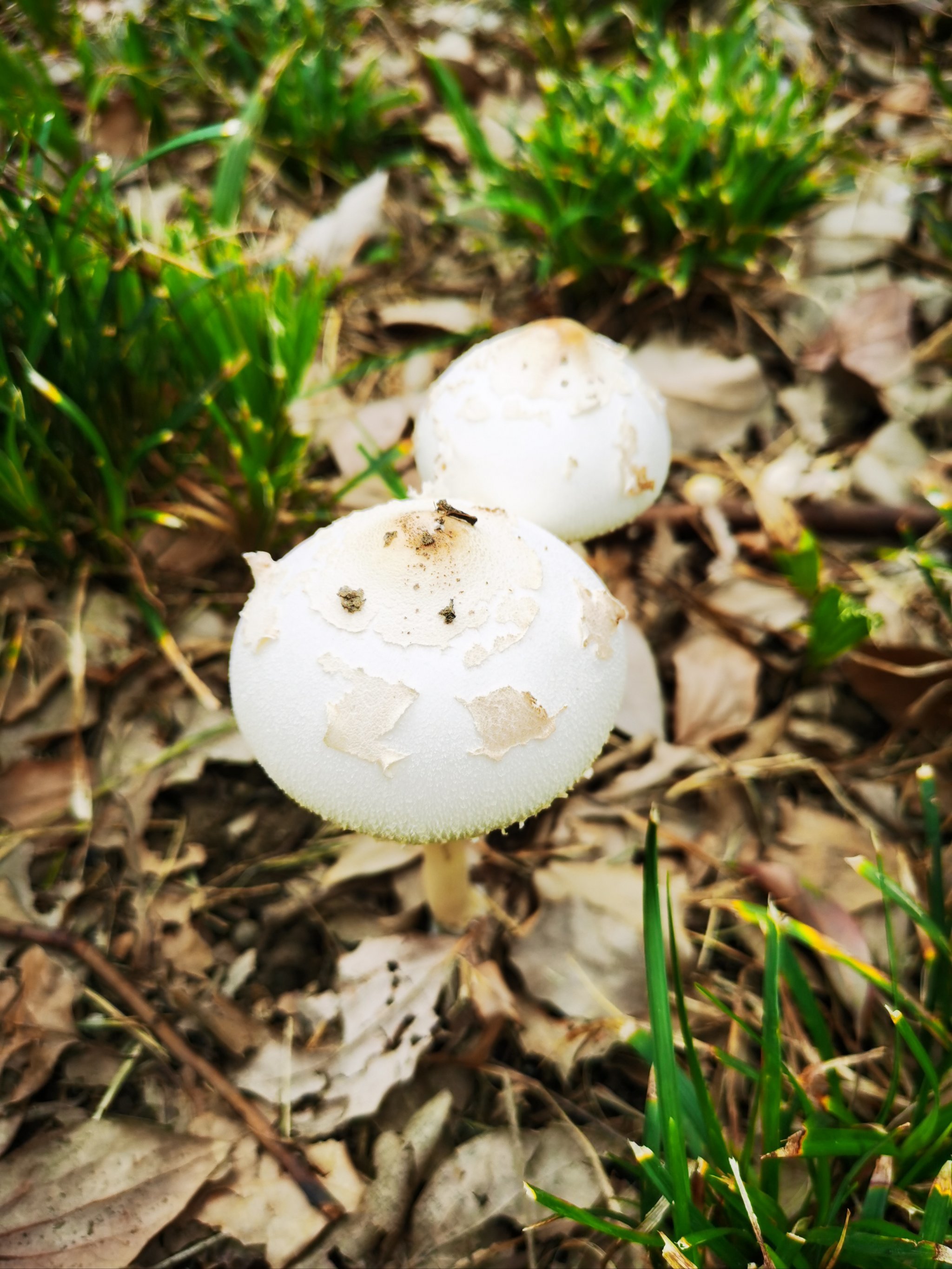 急问 梅雨过后路边长出的白蘑菇 可以吃吗
