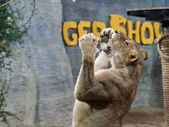 -清迈夜间动物园