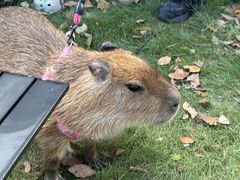 -J Create城市露营咖啡·简餐·宠物(上海动物园店)