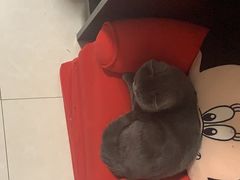 -宠福鑫康馨动物医院·骨科·眼科