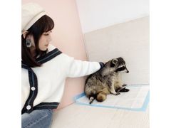 -浣熊柯尔鸭土拨鼠·电玩咖