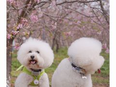 -天适樱花悠乐园