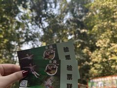 -西双版纳原始森林公园