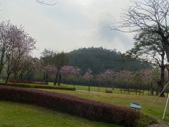 -顺峰山公园
