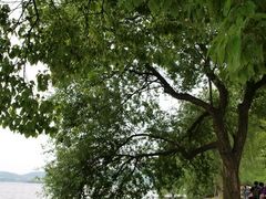 -苏堤停车场