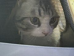 -全心全意连锁动物医院·特色中医诊疗(会城门分院)