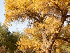 -王顺山国家森林公园