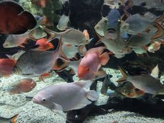 -太平洋海底世界