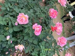 -人民公园(罗湖区)