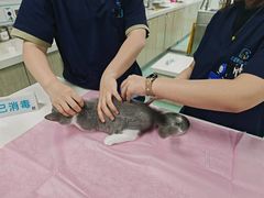 -北京观赏动物医院·24小时大型综合·猫专科·异宠专科