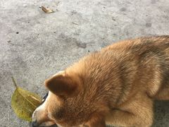 -柴犬高等学院·狗咖·柴犬售卖·宠物训练