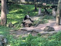 -都江堰中华大熊猫苑