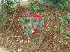 -人民公园(罗湖区)