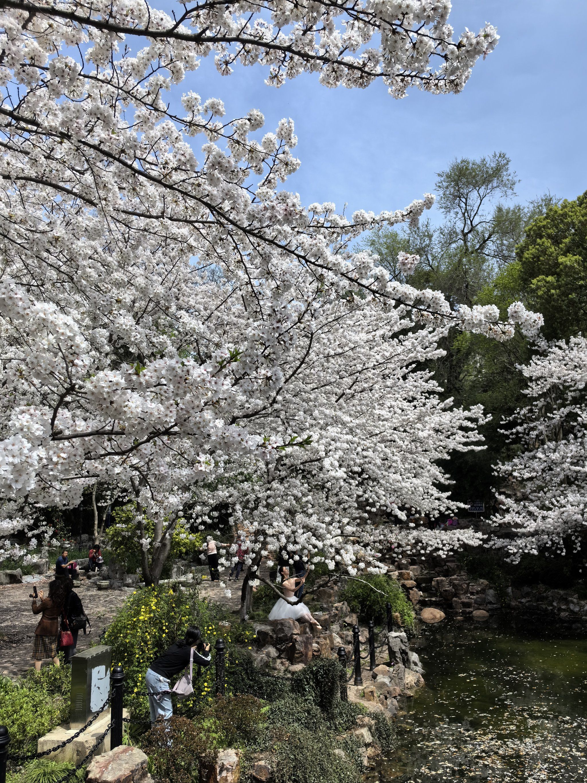 03.30 染井吉野樱花盛放