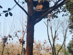 -都江堰中华大熊猫苑