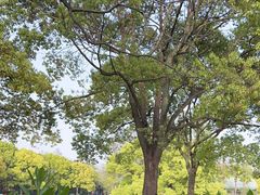 -上海共青森林公园