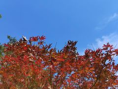-广州市帽峰山景区