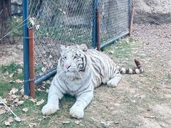 -北京野生动物园