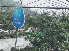 -森田蓝莓采摘园