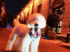 -小尾巴宠物店(万科·金域华庭店)