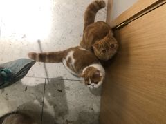 -飞行喵MR PILOT|猫舍·猫咖(静安大融城店)