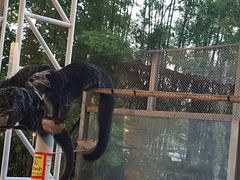 -清迈夜间动物园