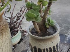 -宾湖农庄·农场特色(太湖龙之梦店)