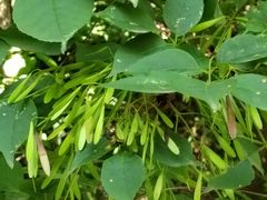 -云岫谷游猎自然风景区