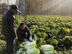 -意大利农场度假村