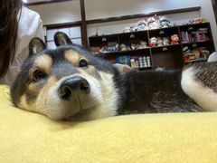 -逗柴咖啡屋·狗咖猫咖宠物桌游
