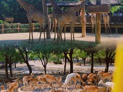 -上海野生动物园