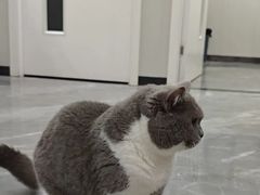 -东莞宠友24H宠物中心医院·转诊夜诊·异宠(新河北路院)