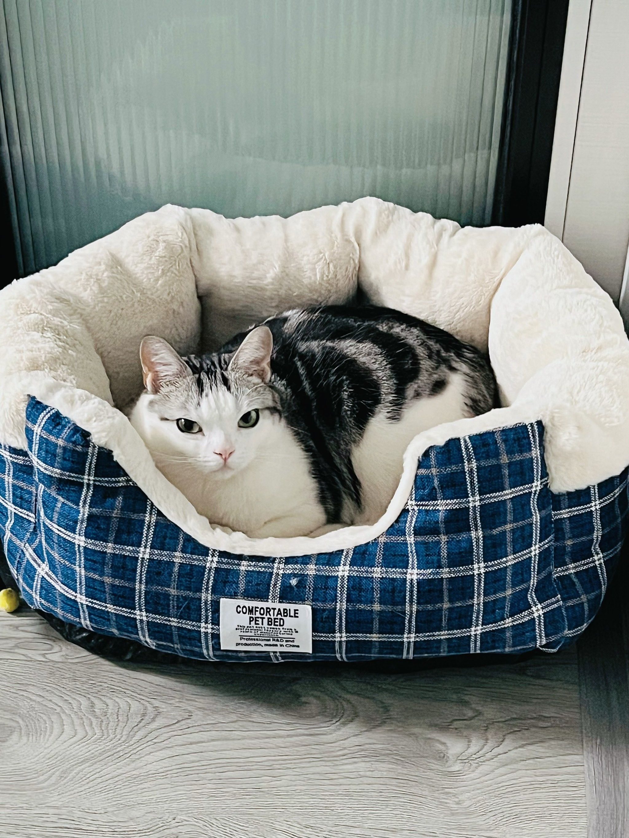 一只爱钻被窝的小猫咪