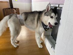 -Husky Go! 哈士奇体验馆·宠物咖啡厅狗咖