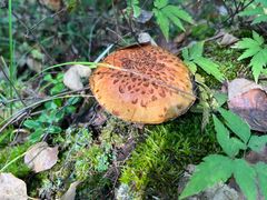 -峡谷浮石林景区