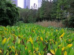 -重庆彩云湖湿地公园