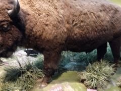 -陕西自然博物馆