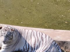 -石家庄市动物园